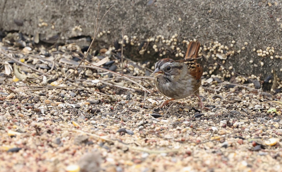 Swamp Sparrow - ML646157977