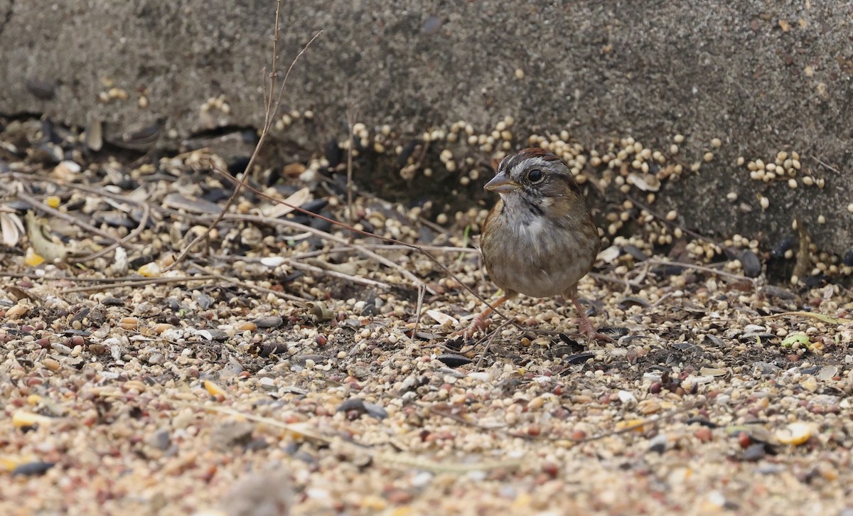 Swamp Sparrow - ML646157978