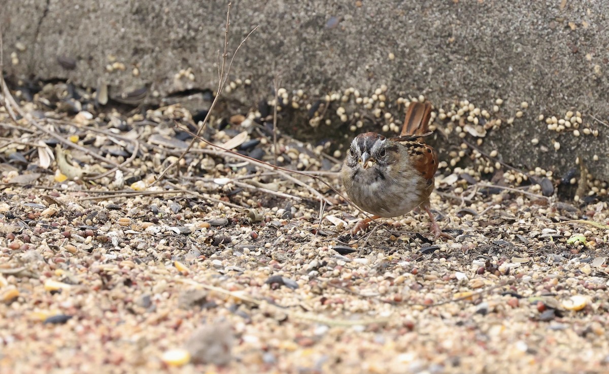 Swamp Sparrow - ML646157979