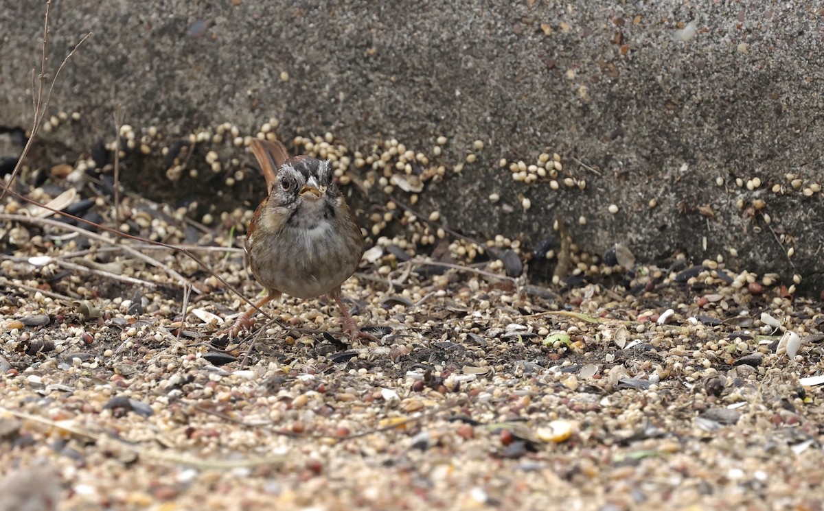 Swamp Sparrow - ML646157980