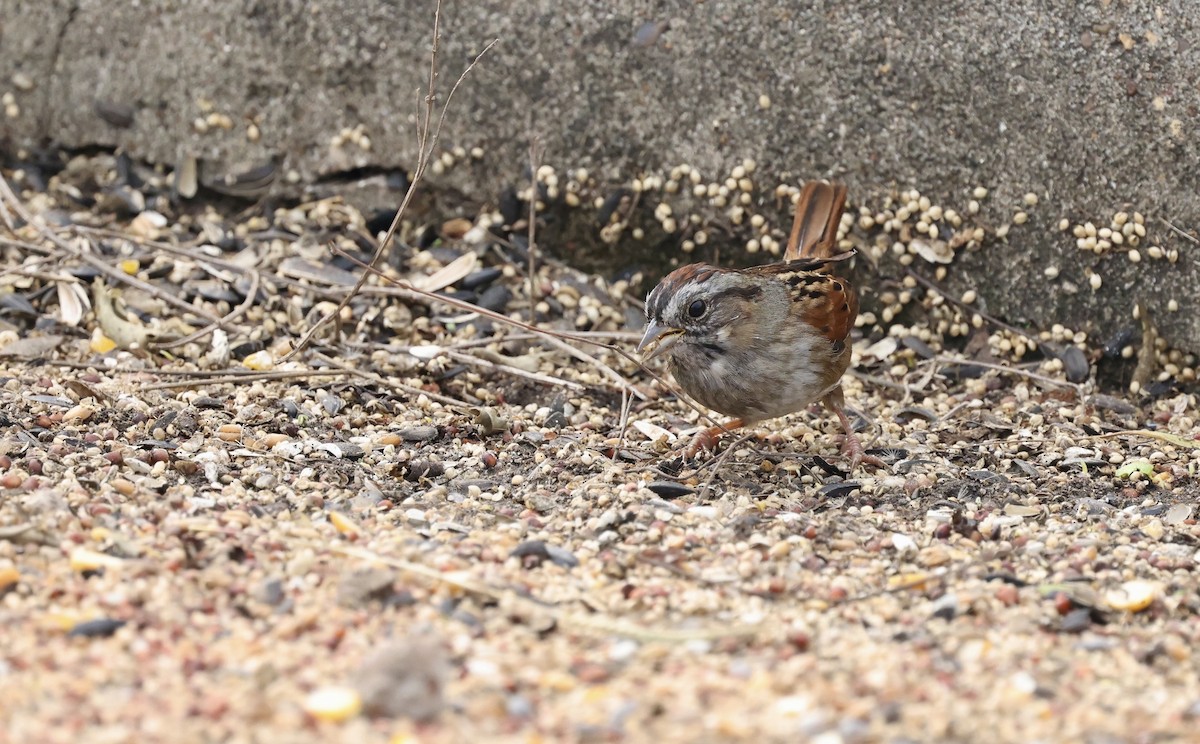 Swamp Sparrow - ML646157981