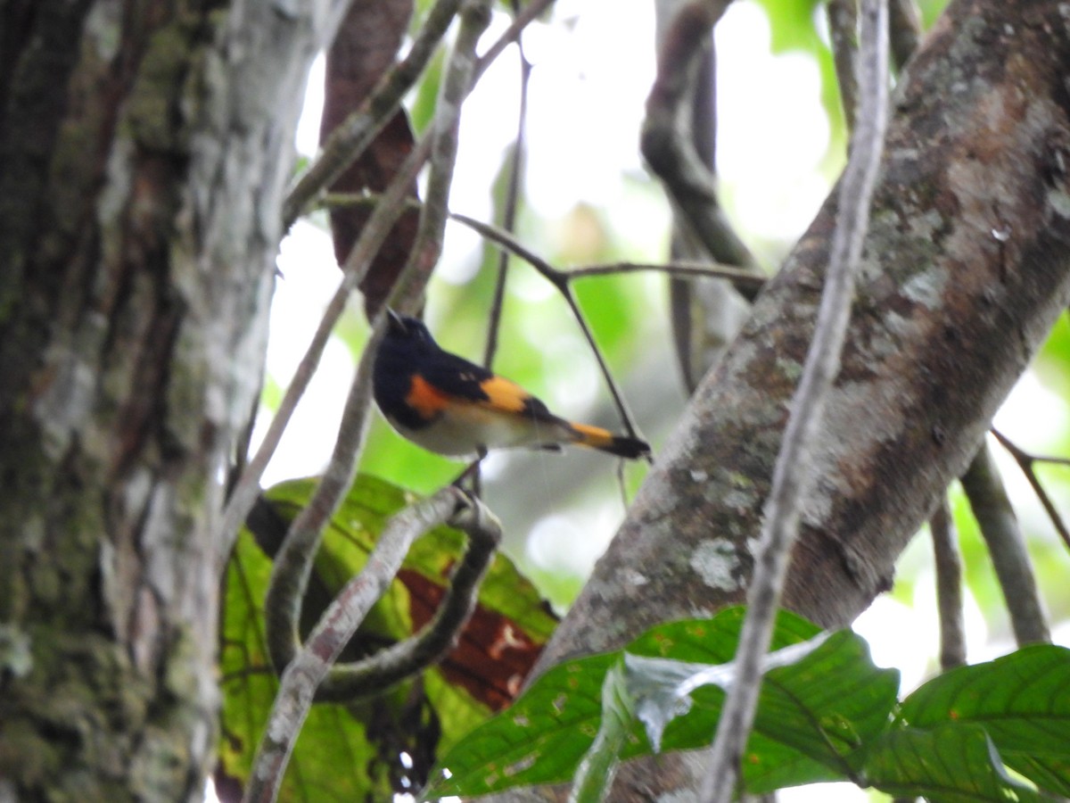 American Redstart - ML646157984