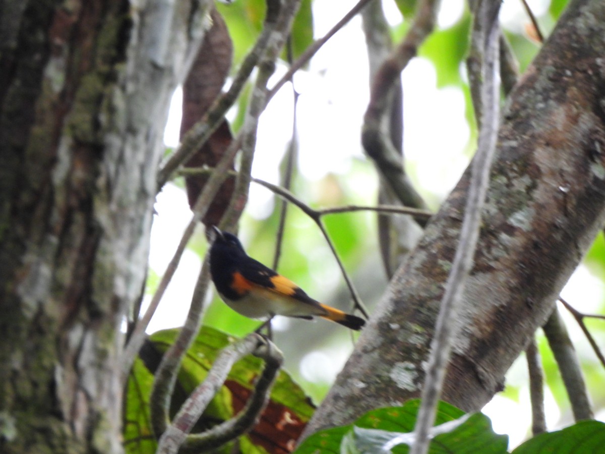 American Redstart - ML646157985