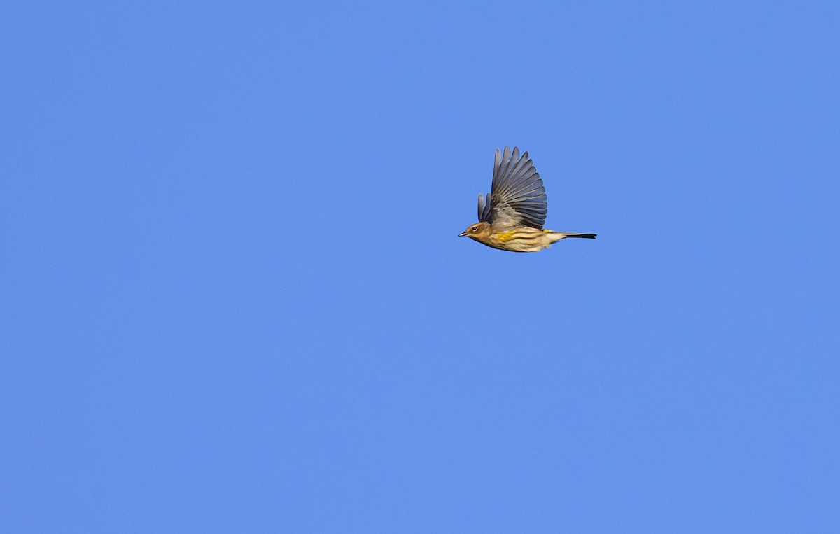Yellow-rumped Warbler (Myrtle) - ML646157987