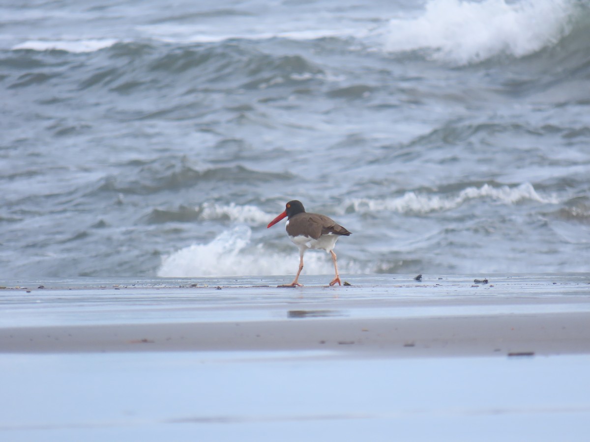 American Oystercatcher - ML646157988