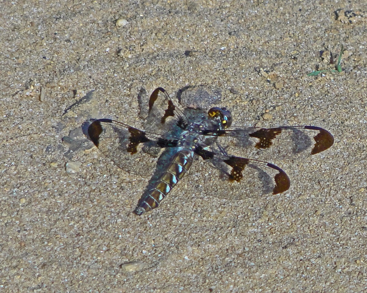 Common Whitetail - ML646157989