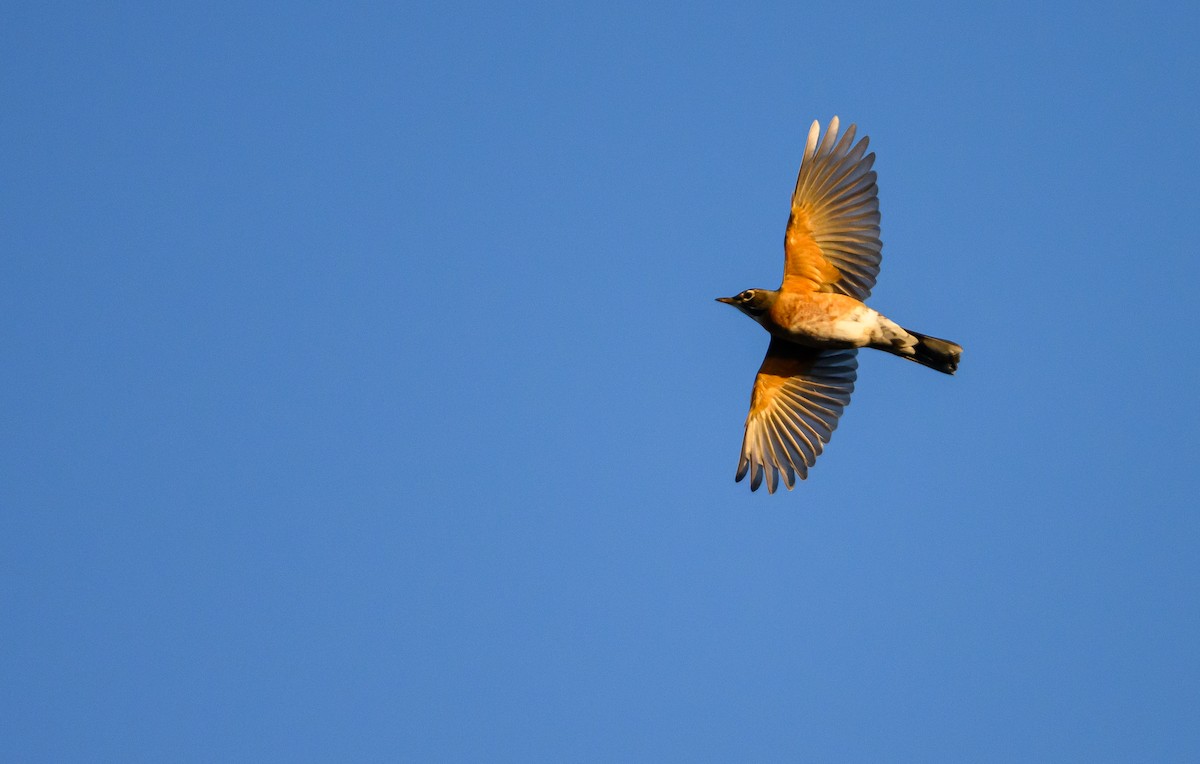 American Robin - ML646157990