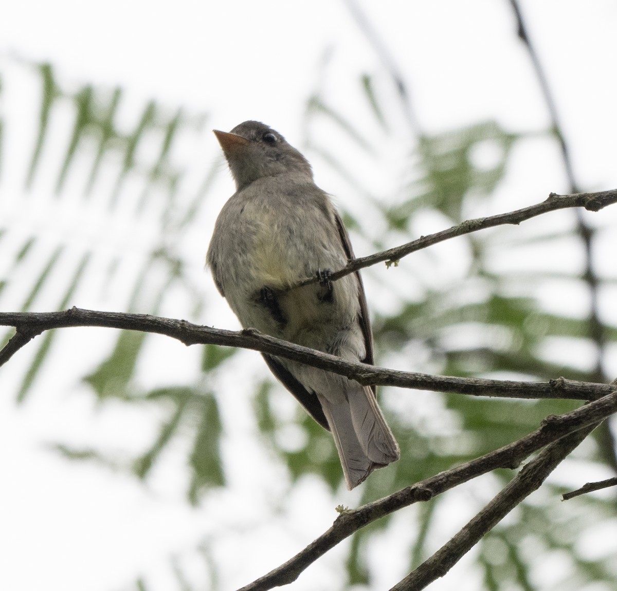 Euler's Flycatcher - ML646157992