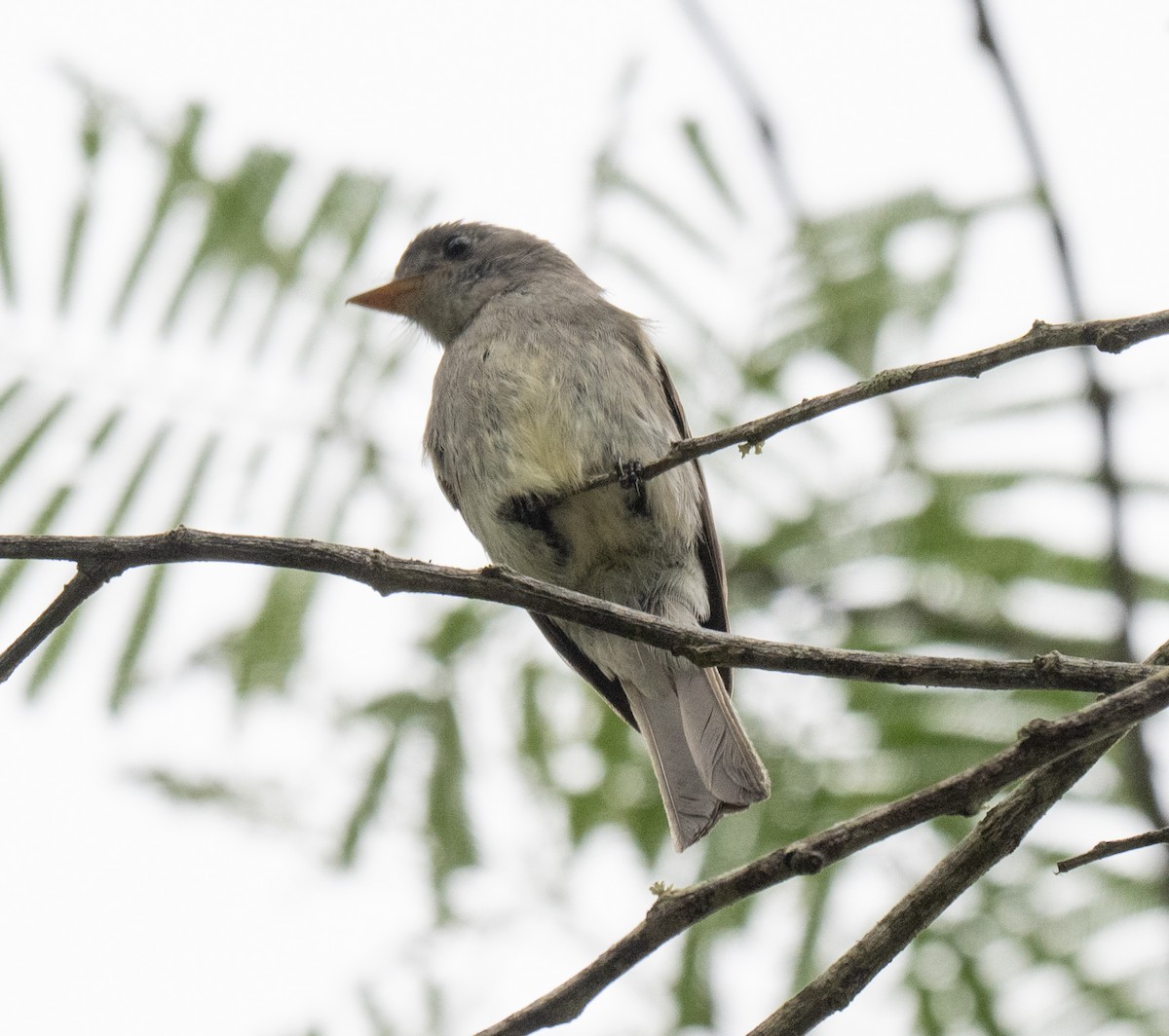 Euler's Flycatcher - ML646157993