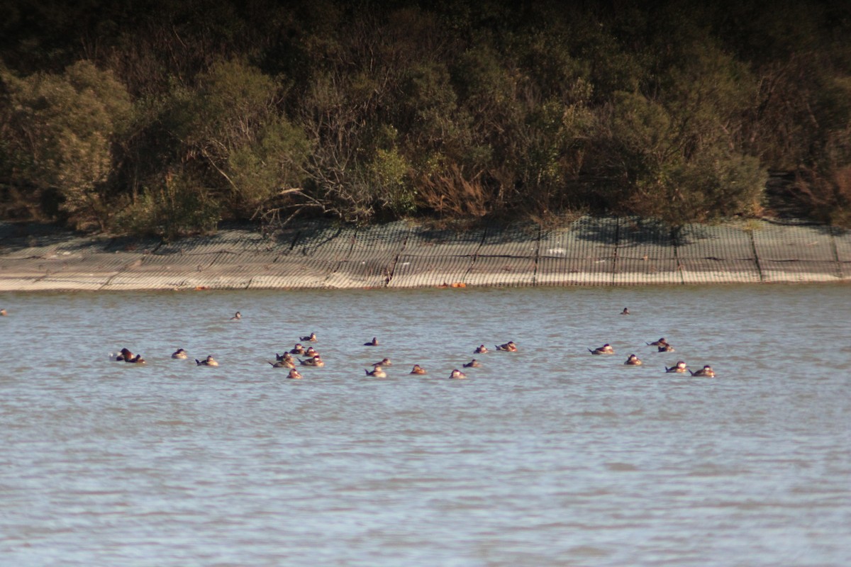 Ruddy Duck - ML646157994