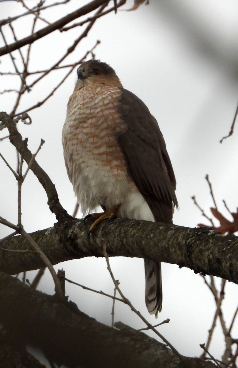 Cooper's Hawk - ML646157995