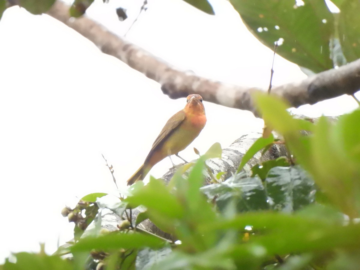 Summer Tanager - ML646157996