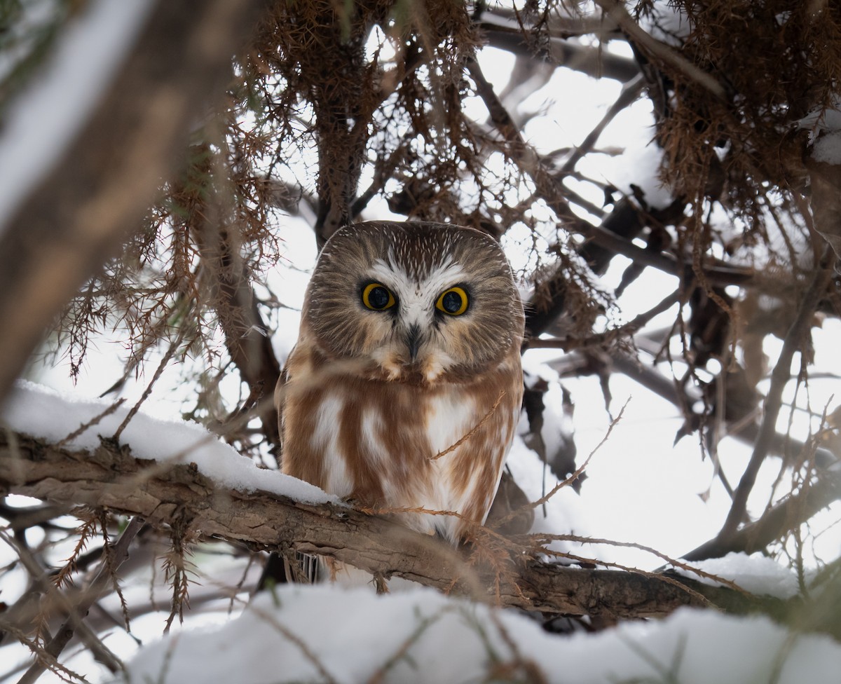 Northern Saw-whet Owl - ML646157998