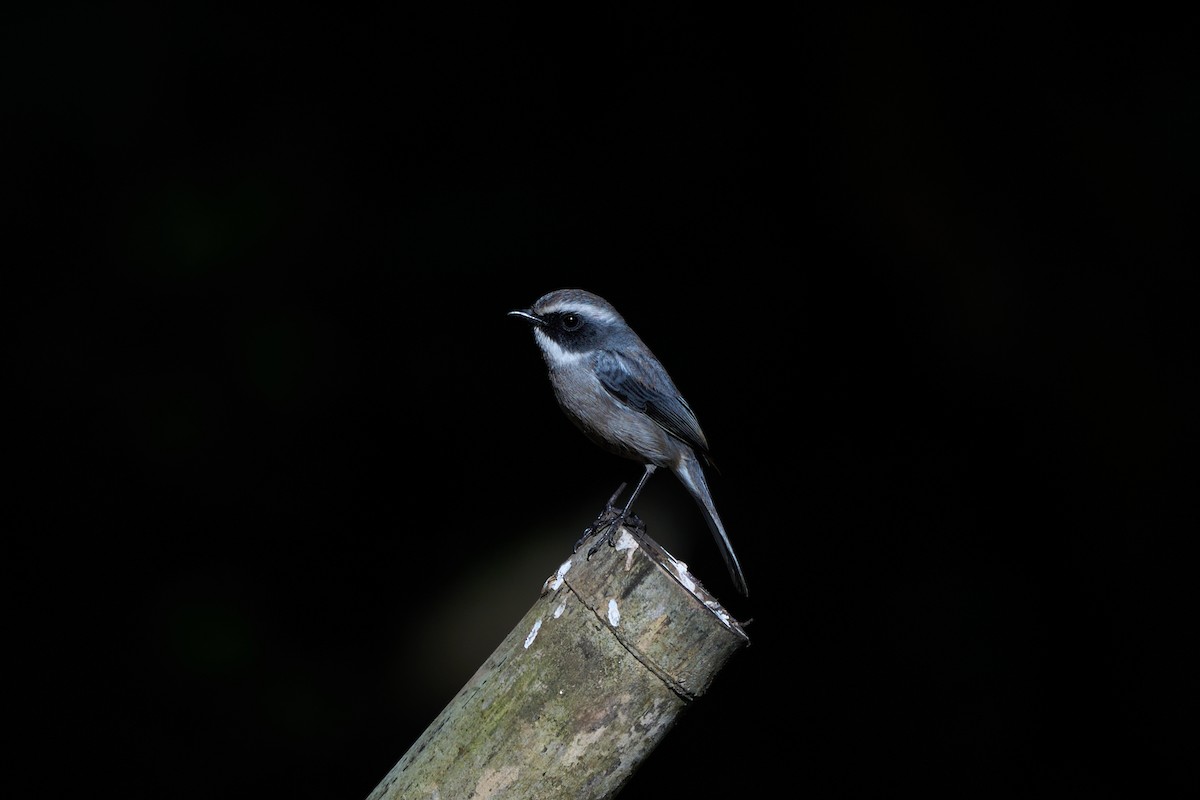 Gray Bushchat - ML646157999