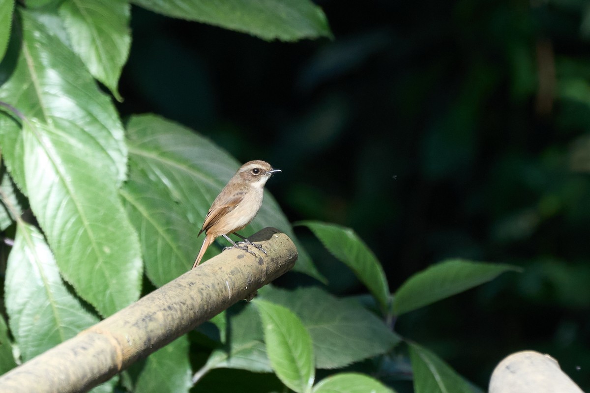 Gray Bushchat - ML646158000