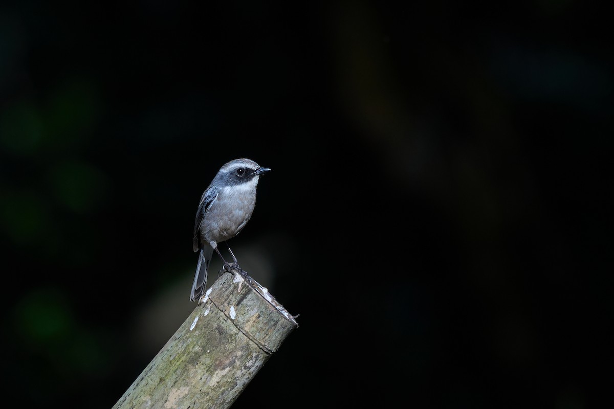 Gray Bushchat - ML646158001