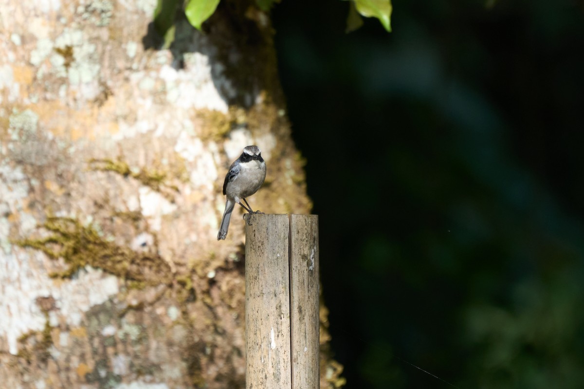 Gray Bushchat - ML646158002