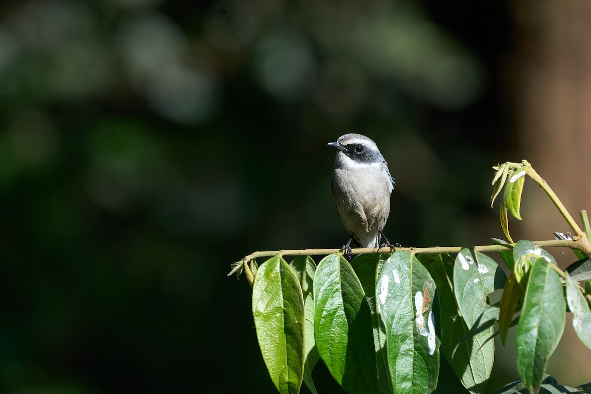Gray Bushchat - ML646158003