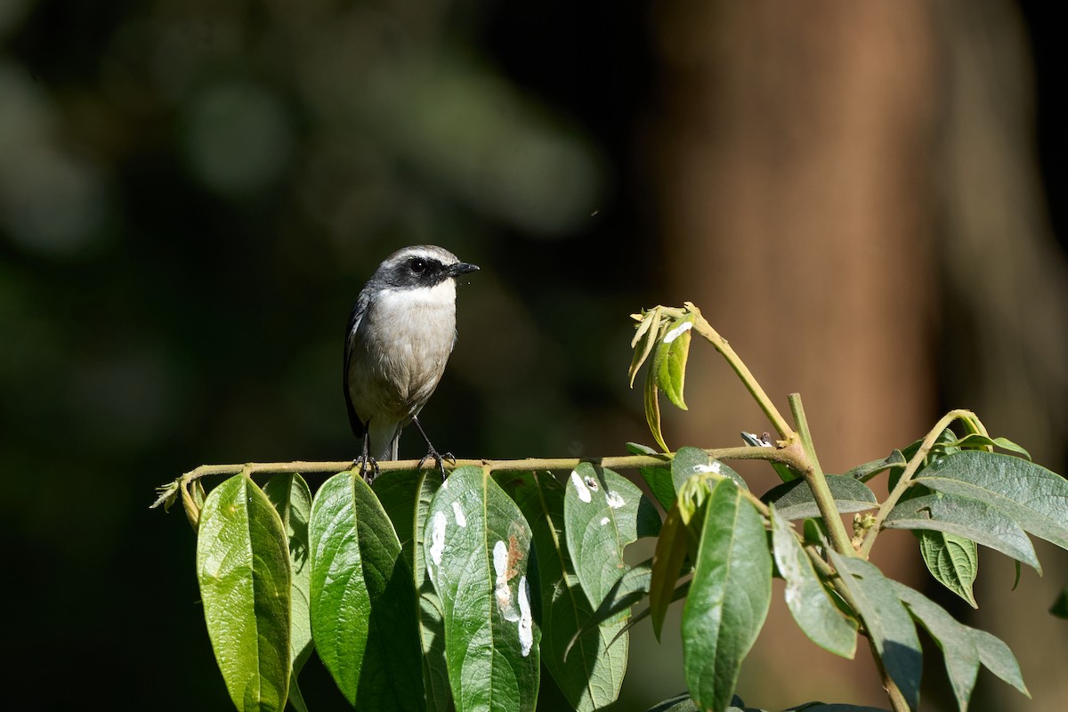 Gray Bushchat - ML646158004