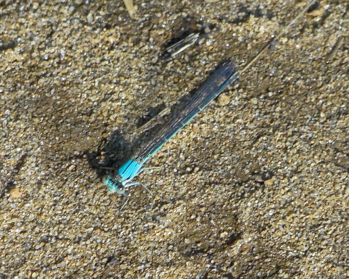 Blue-fronted Dancer - ML646158005