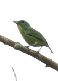 Green Shrike-Vireo - ML646158006