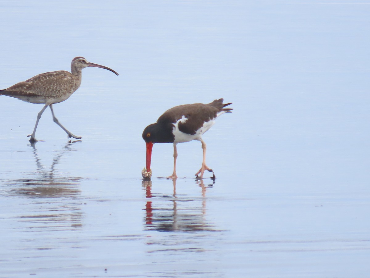 American Oystercatcher - ML646158007