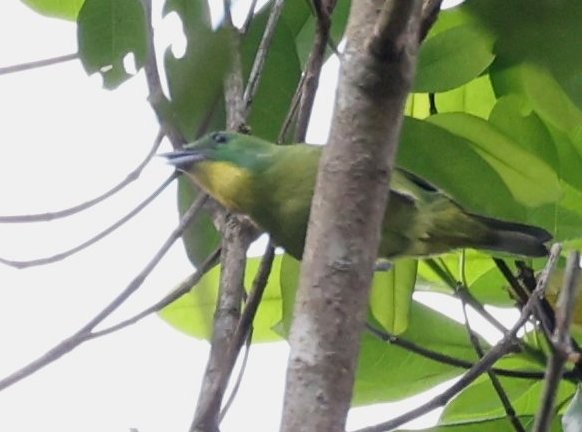 Green Shrike-Vireo - ML646158008