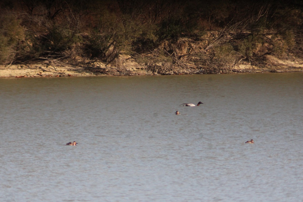 Fuligule à dos blanc - ML646158009