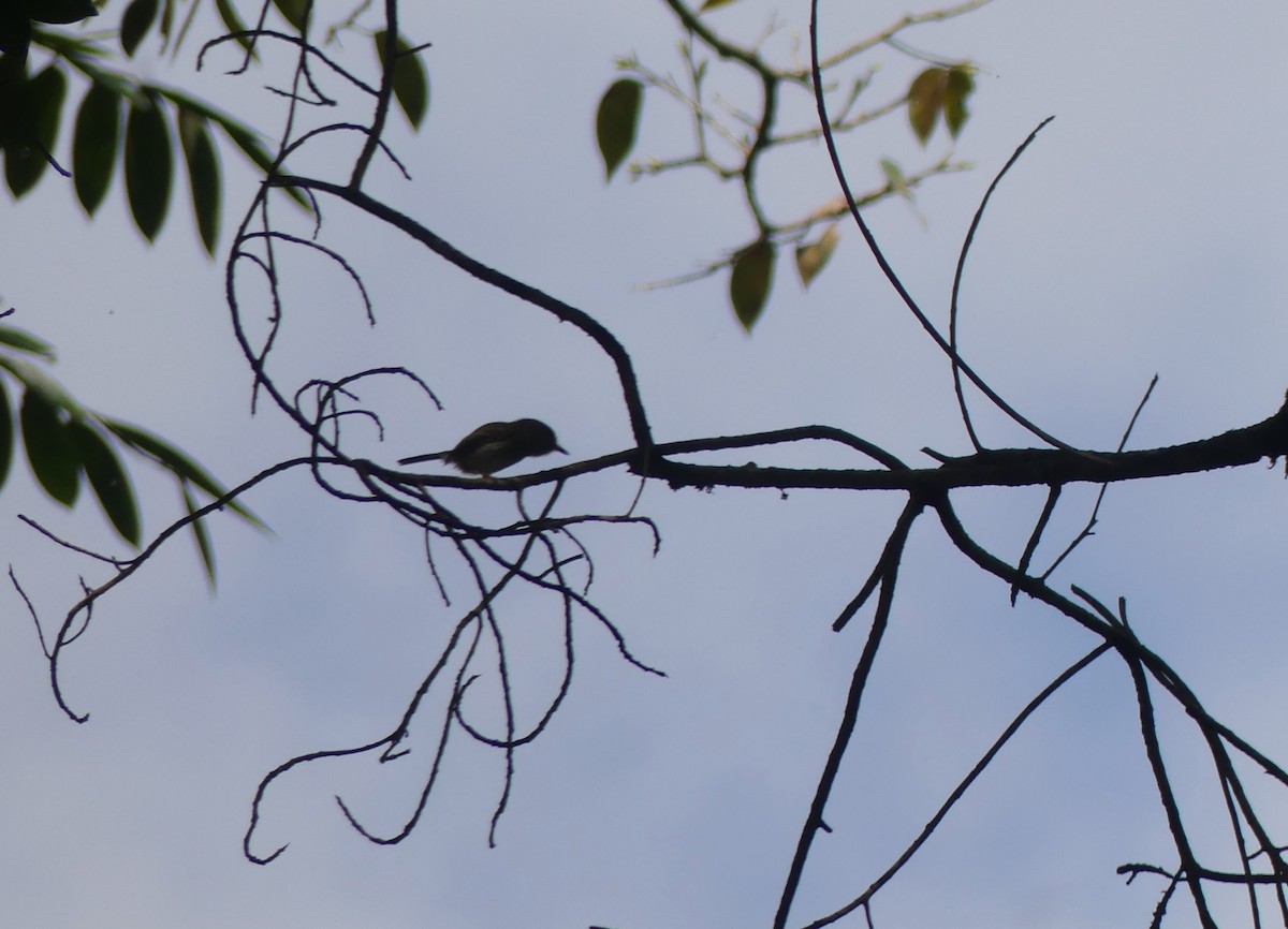 Pale-eyed Pygmy-Tyrant - ML646158011