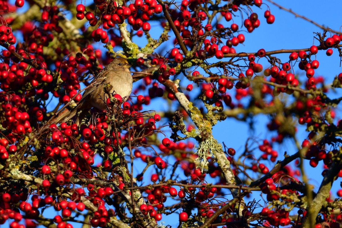 Golden-crowned Sparrow - ML646158013