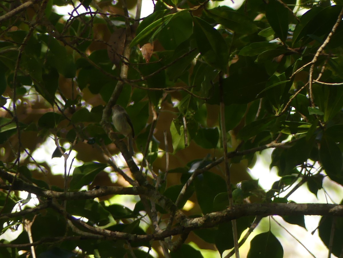 Pale-eyed Pygmy-Tyrant - ML646158014