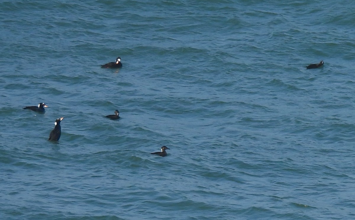 Surf Scoter - ML646158015