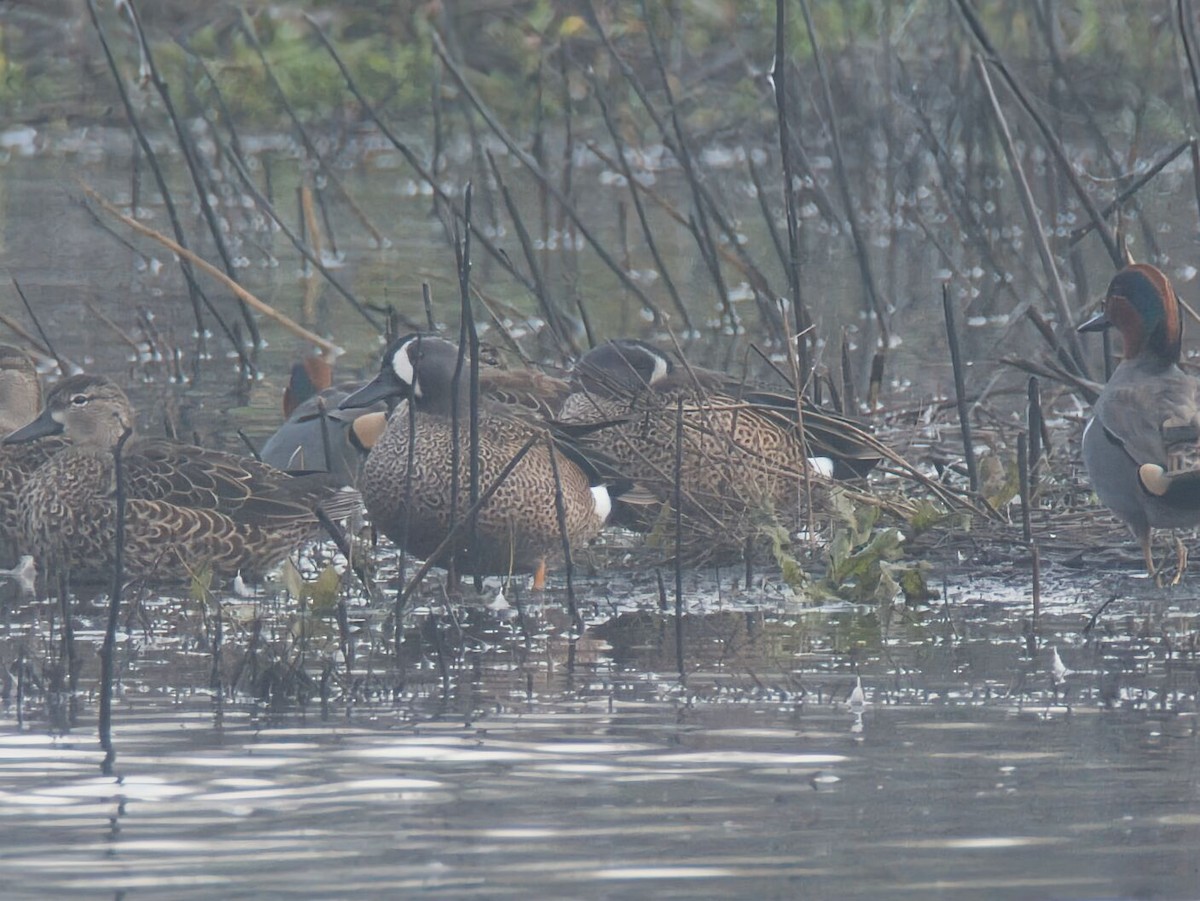 Blue-winged Teal - ML646158016