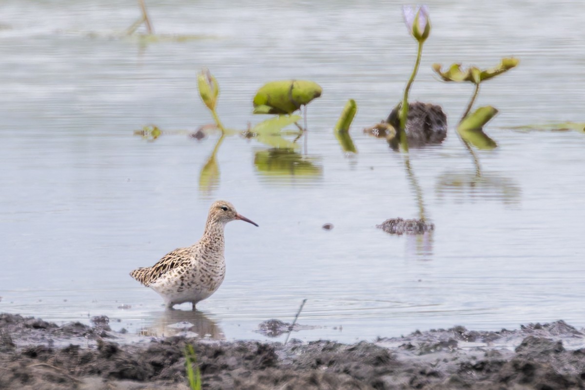 jespák bojovný - ML646158017