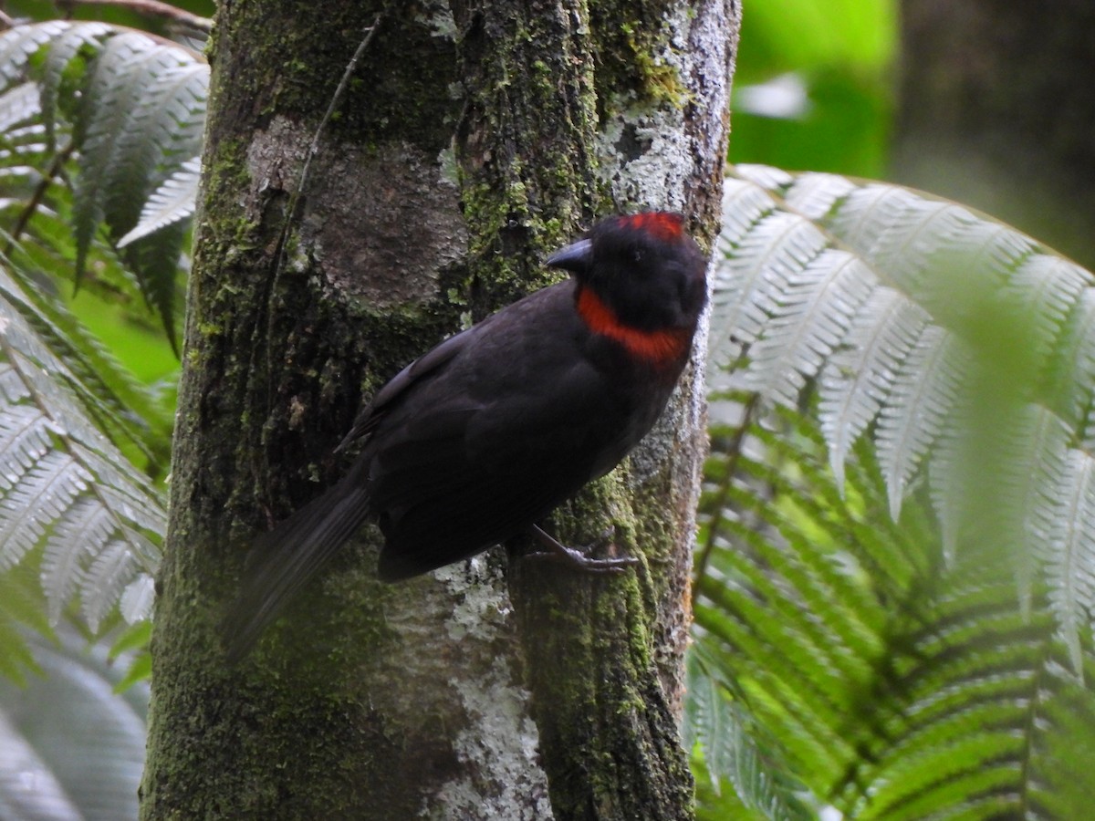 Habia fuligineux - ML646158019