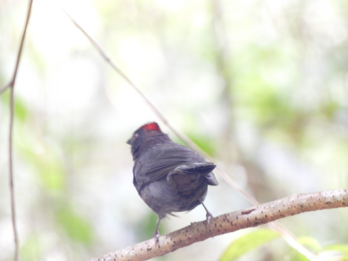 Habia fuligineux - ML646158020