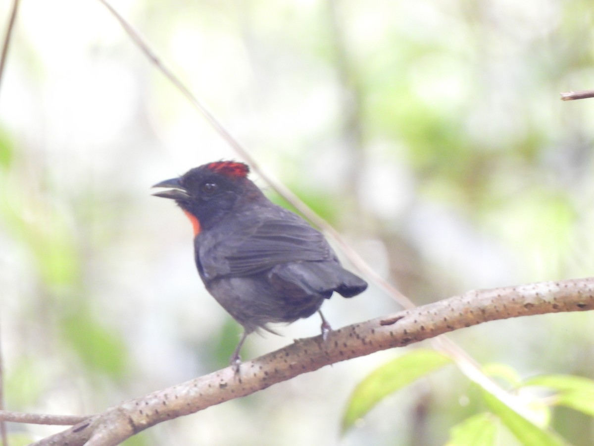 Habia fuligineux - ML646158021