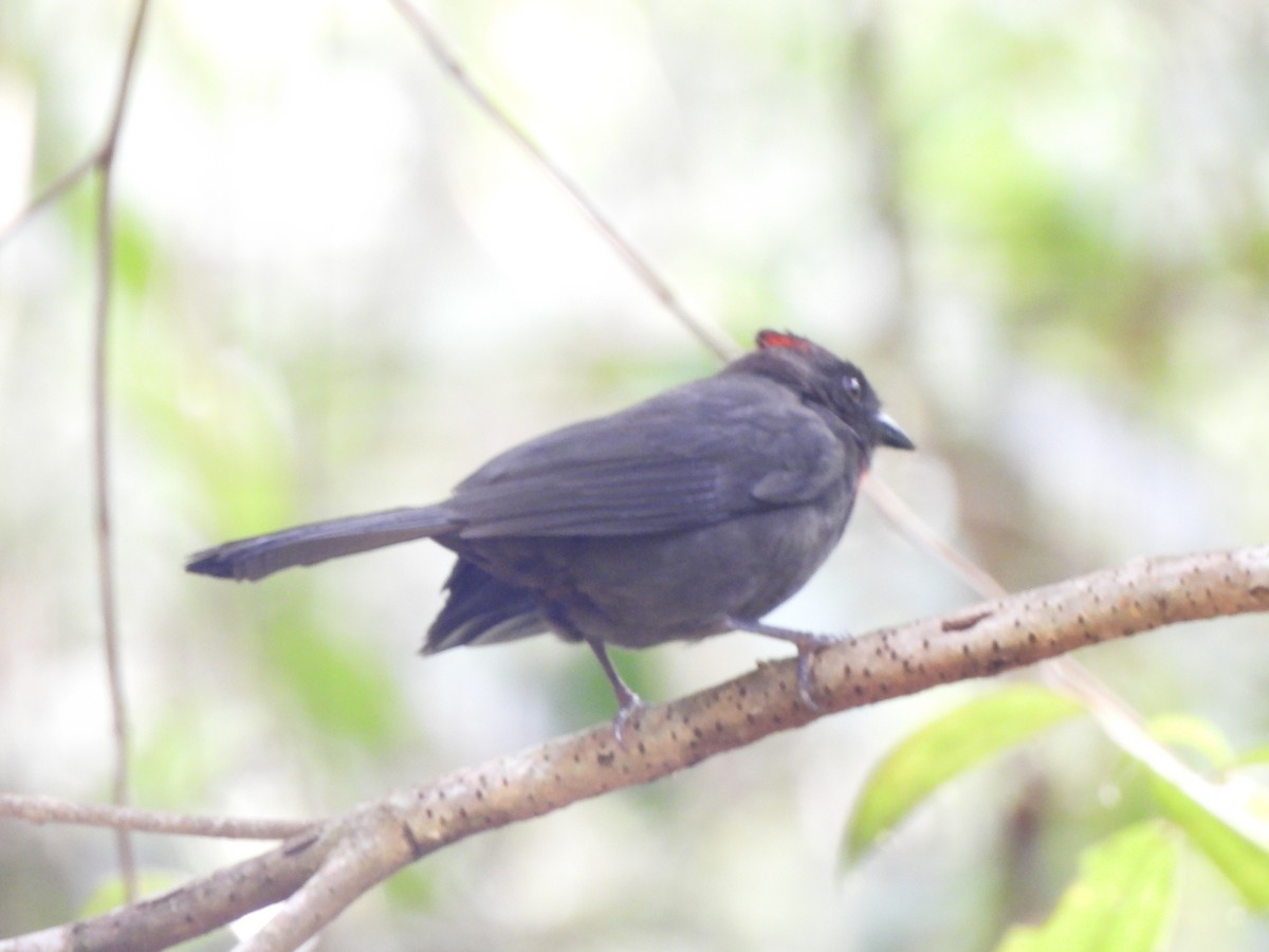 Habia fuligineux - ML646158022