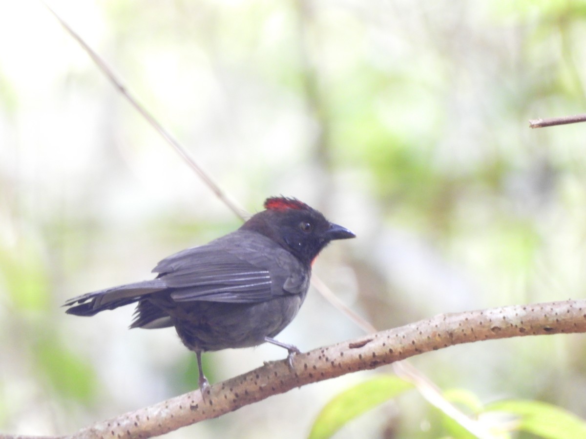 Habia fuligineux - ML646158023