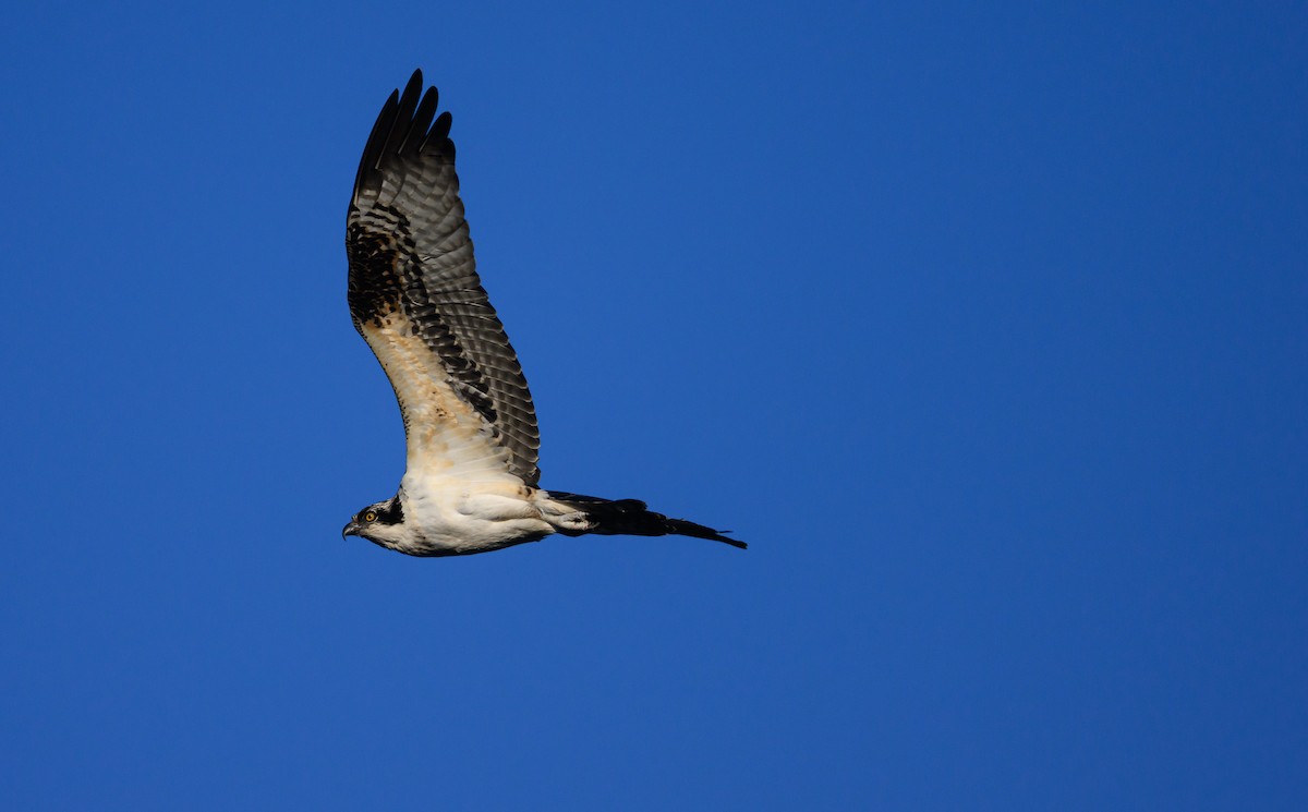 Osprey - ML646158024