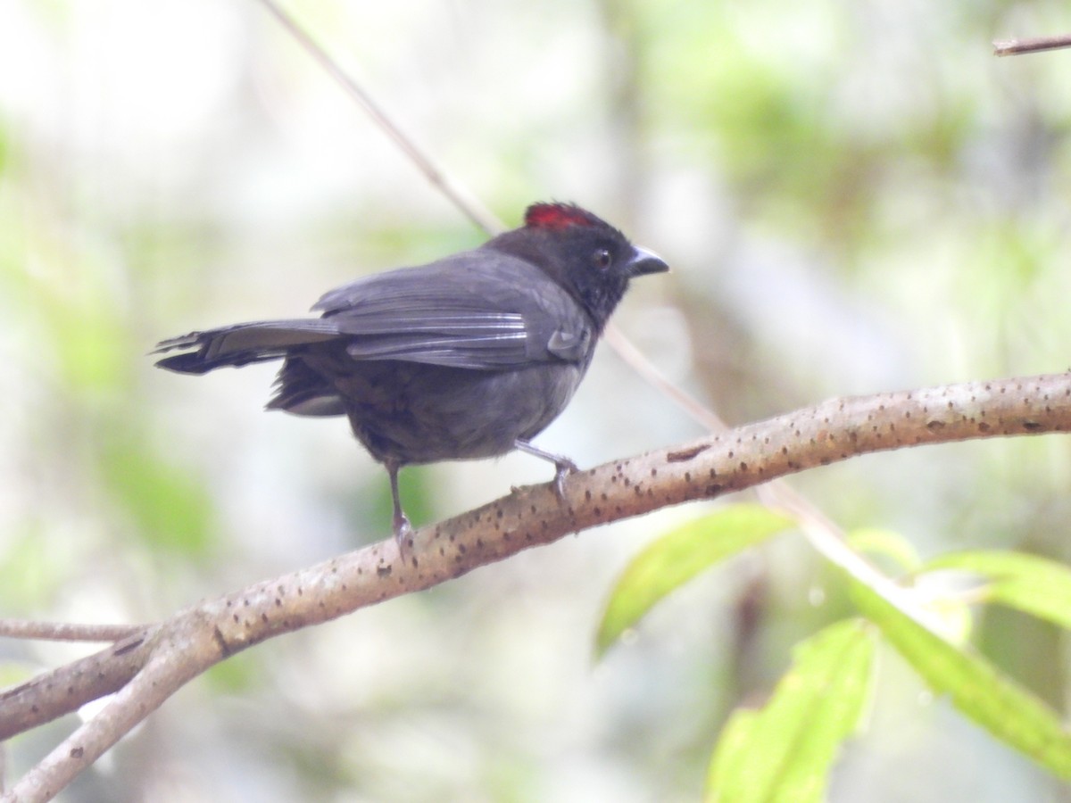 Habia fuligineux - ML646158025