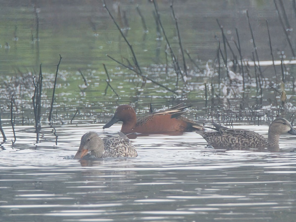 Cinnamon Teal - ML646158026