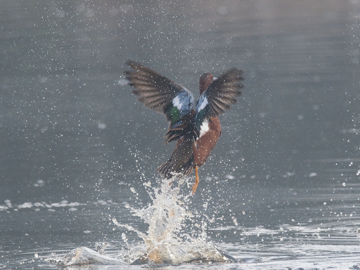 Cinnamon Teal - ML646158027