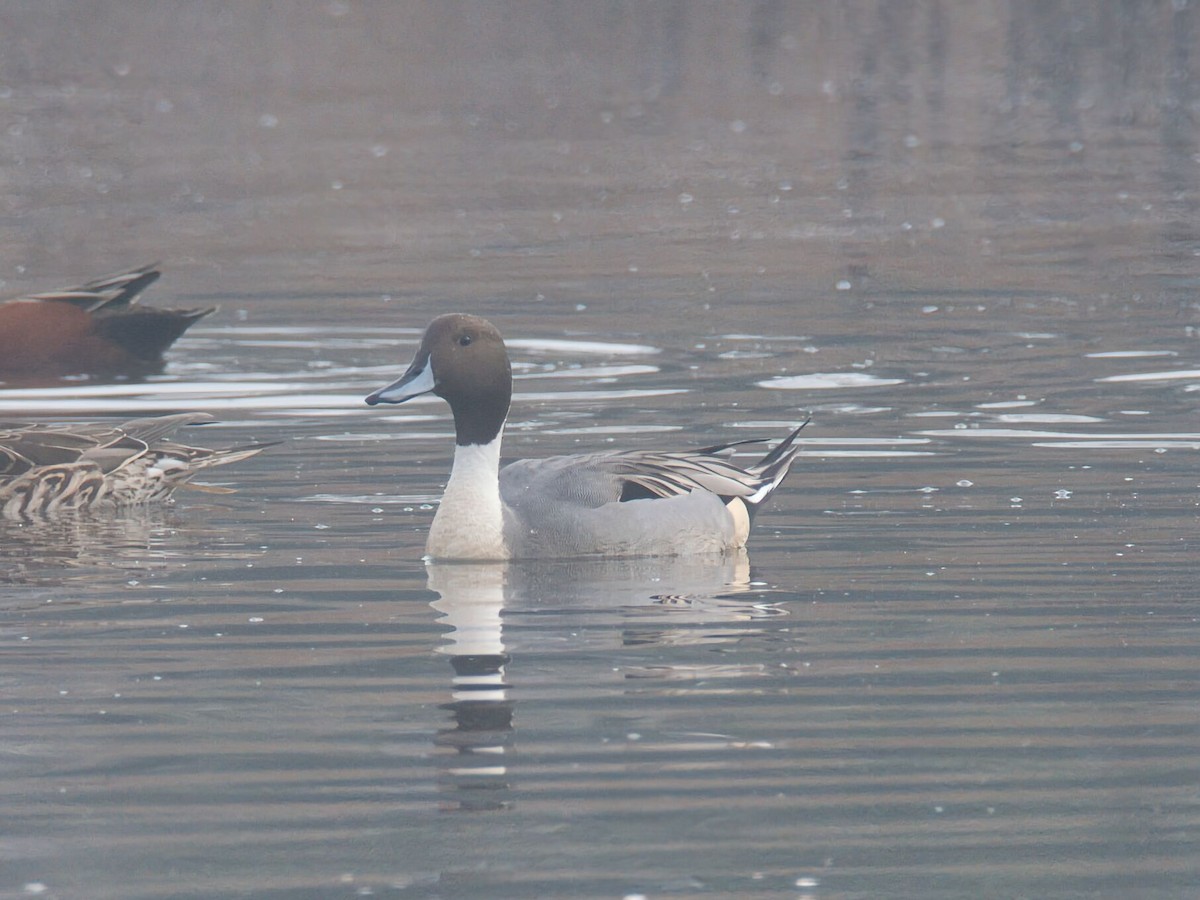 尖尾鴨 - ML646158030