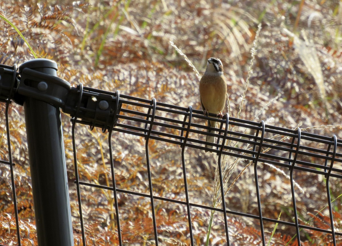 草鵐 - ML646158032