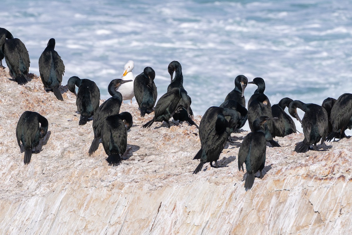 Brandt Karabatağı - ML646158036