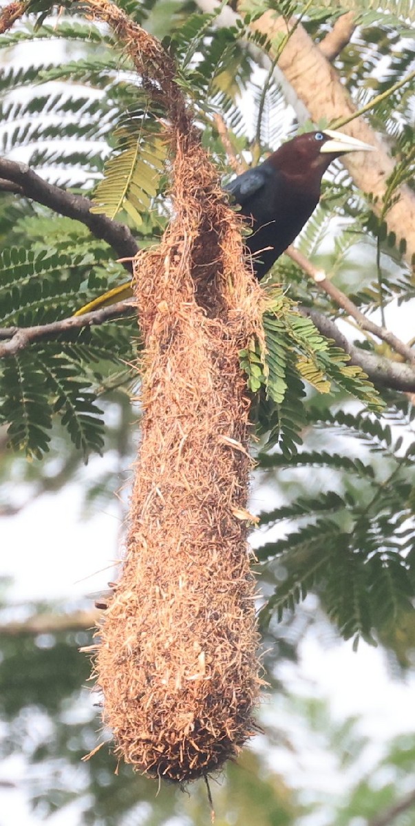 Chestnut-headed Oropendola - ML646158037