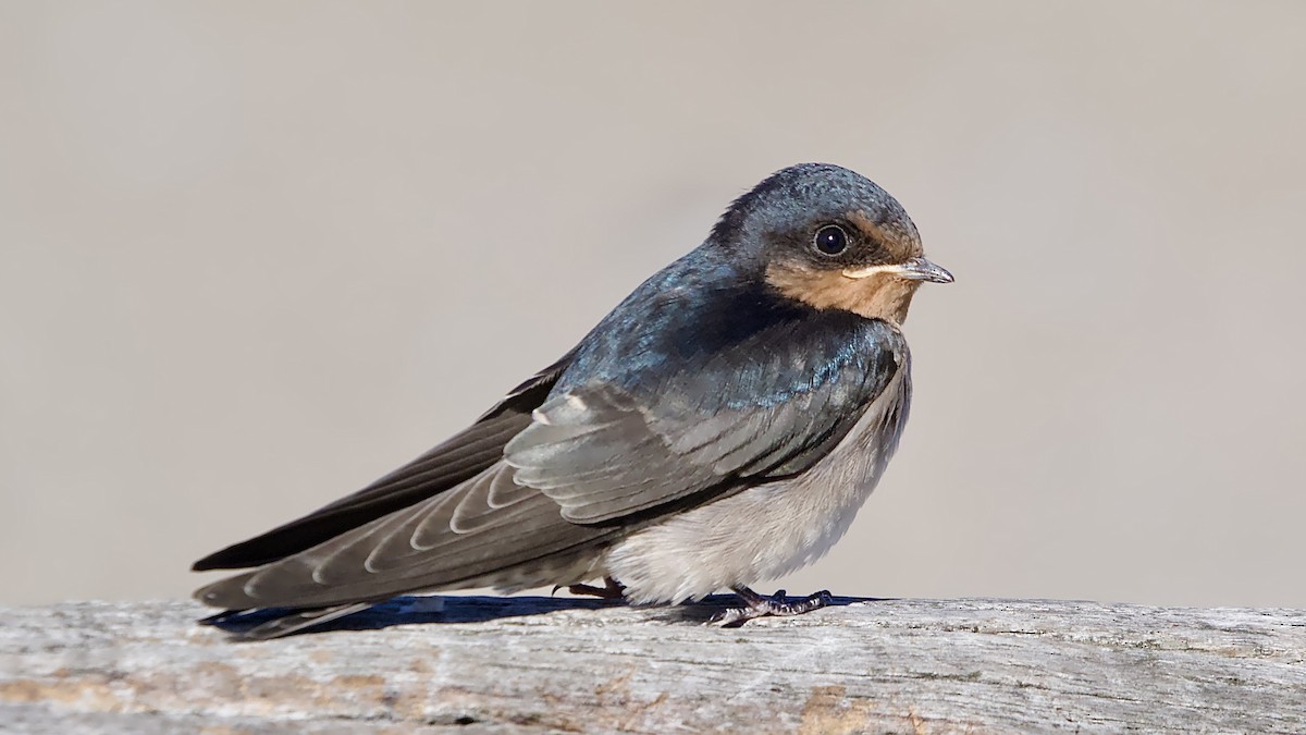 Welcome Swallow - ML646158039