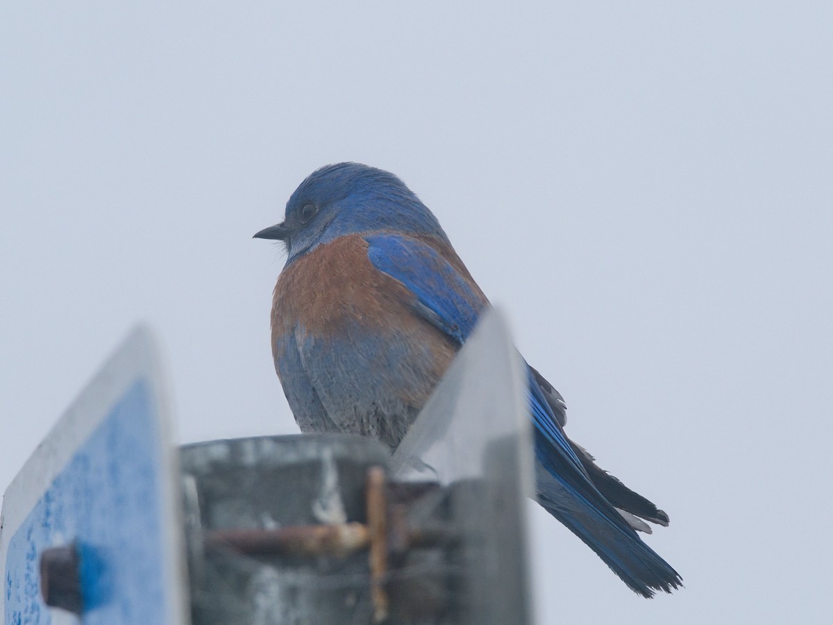 Western Bluebird - ML646158041