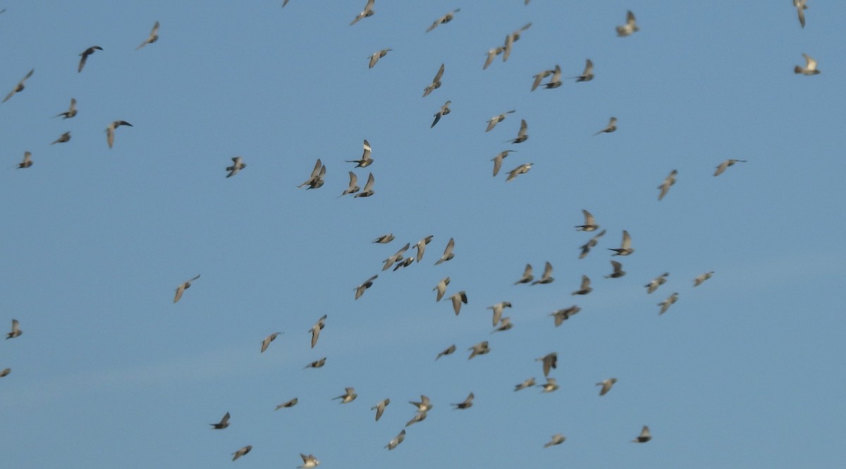 Rock Pigeon (Feral Pigeon) - ML646158042